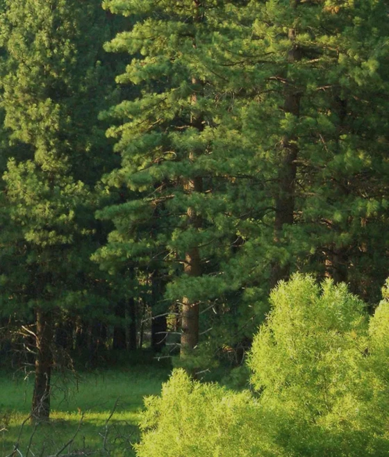 Multiple<br />
forest tiers