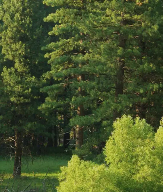 Несколько<br />
ярусов леса